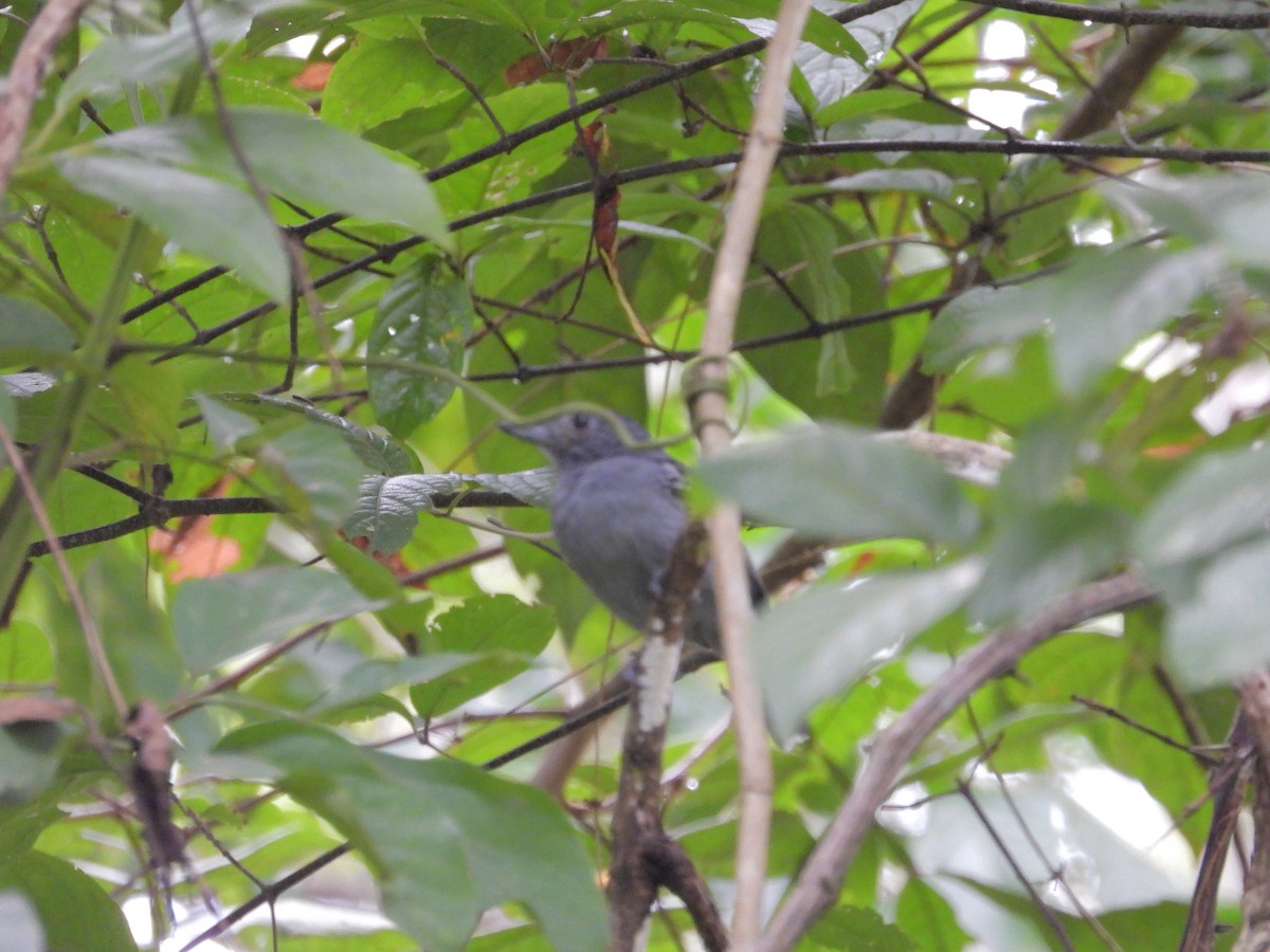 Dusky Antbird - ML645252758