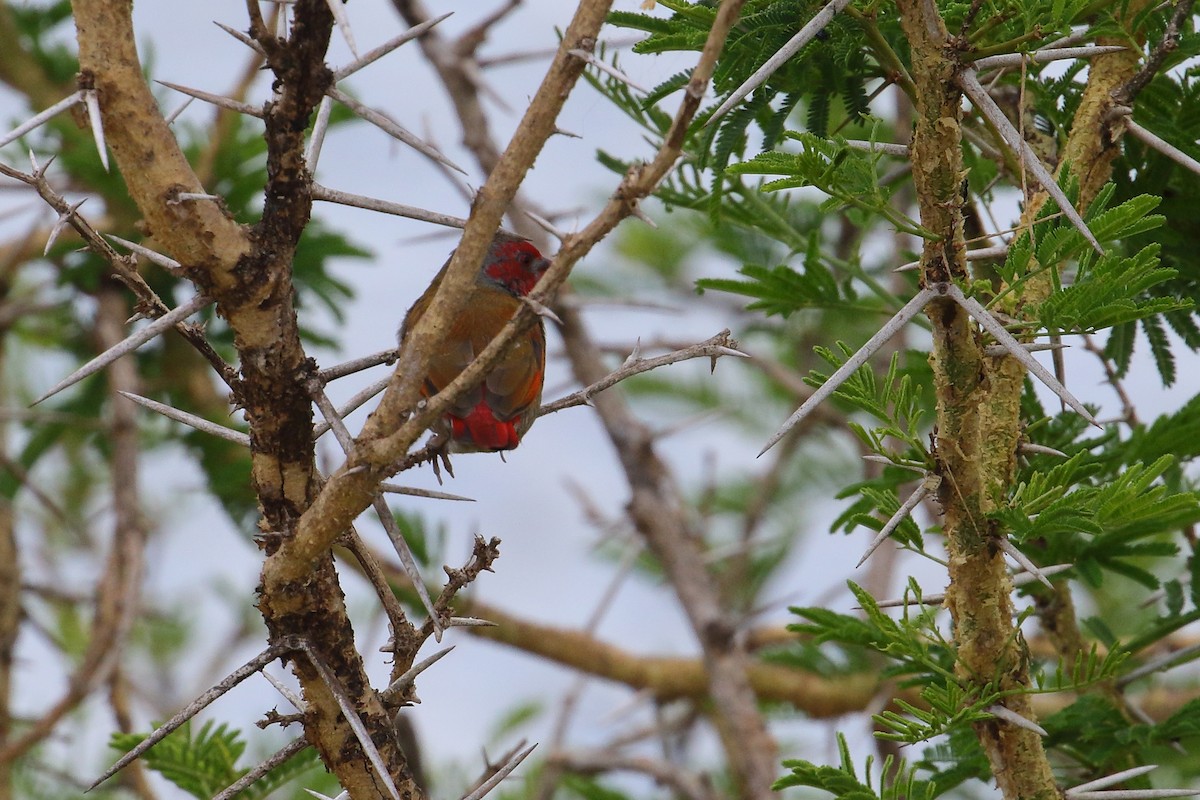 Orange-winged Pytilia - ML645252761