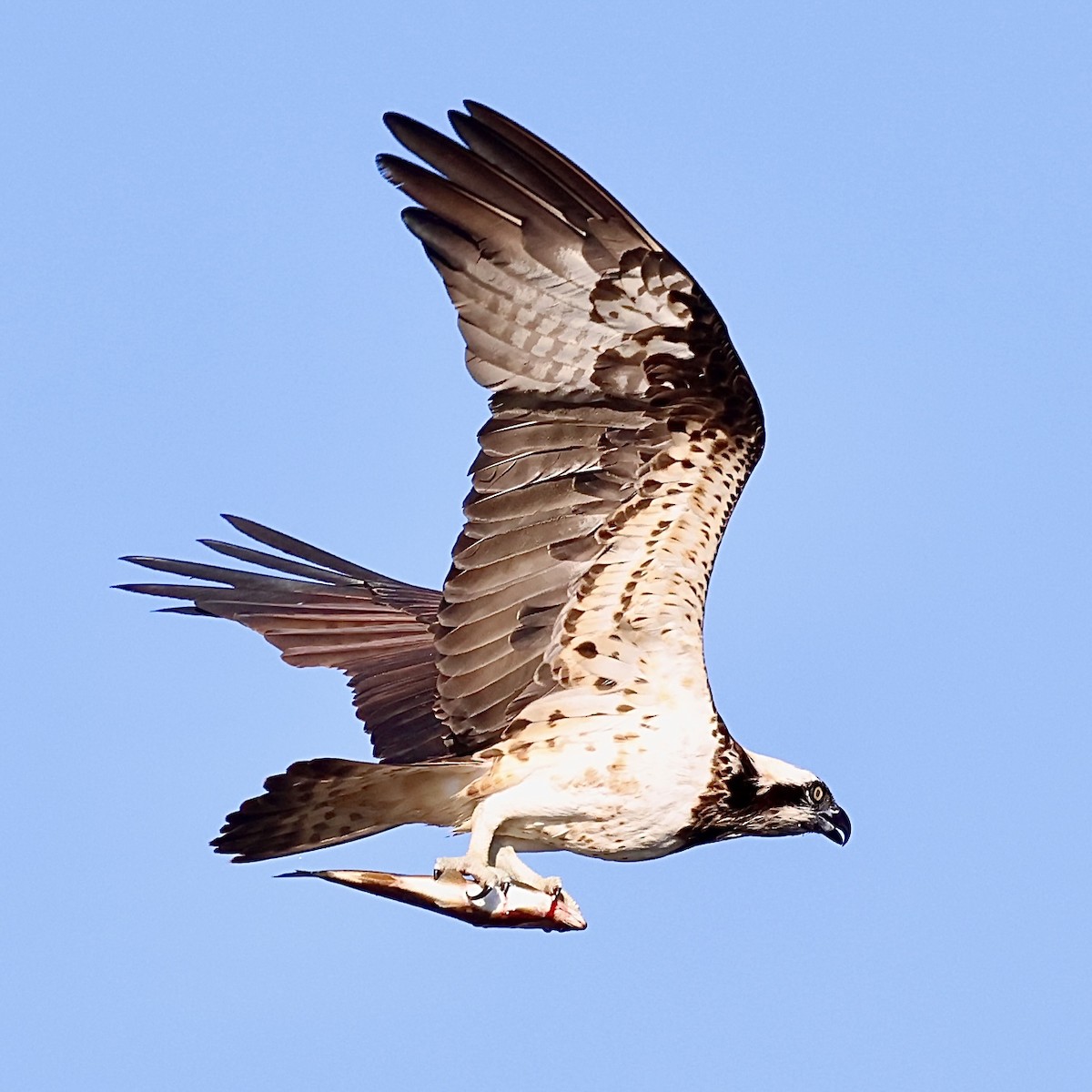 Osprey - ML645252763