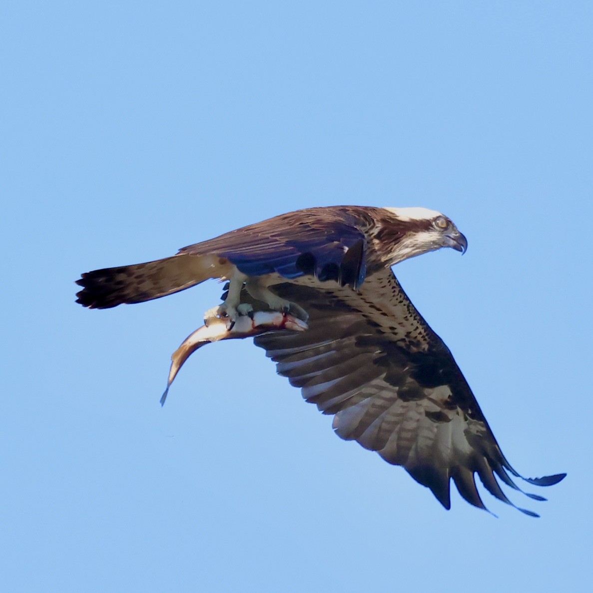 Osprey - ML645252764