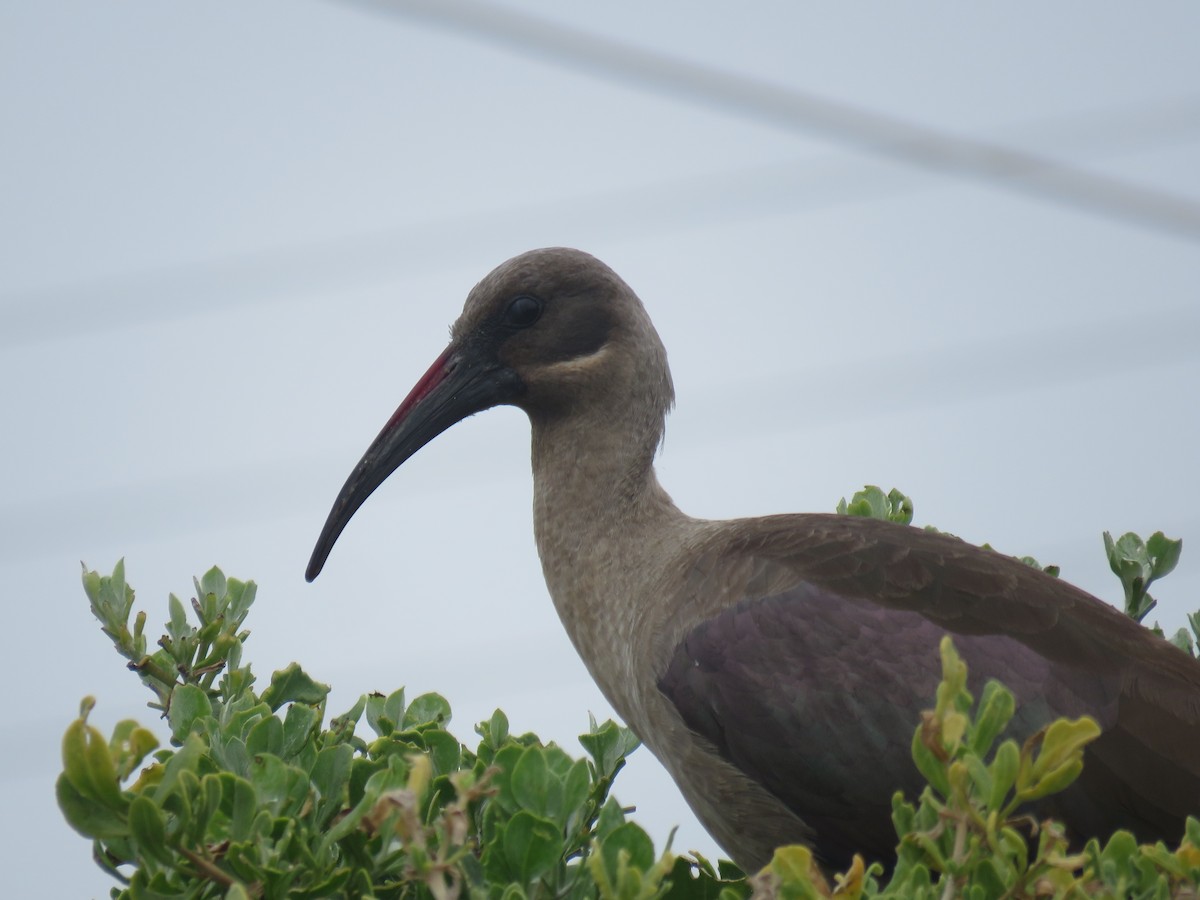 Hagedaschibis - ML645252765