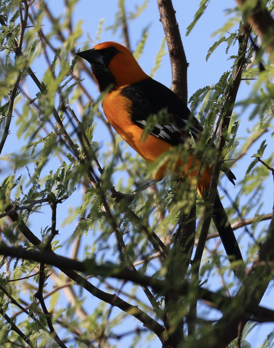 Schwarzkehltrupial - ML645252767