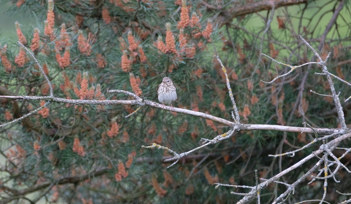 Baumpieper - ML645252768