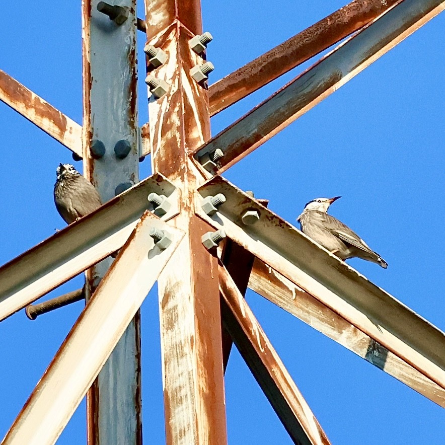 Weißwangenstar - ML645252770