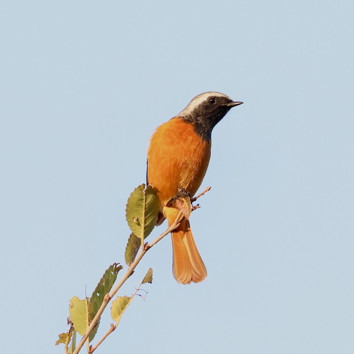 Spiegelrotschwanz - ML645252771