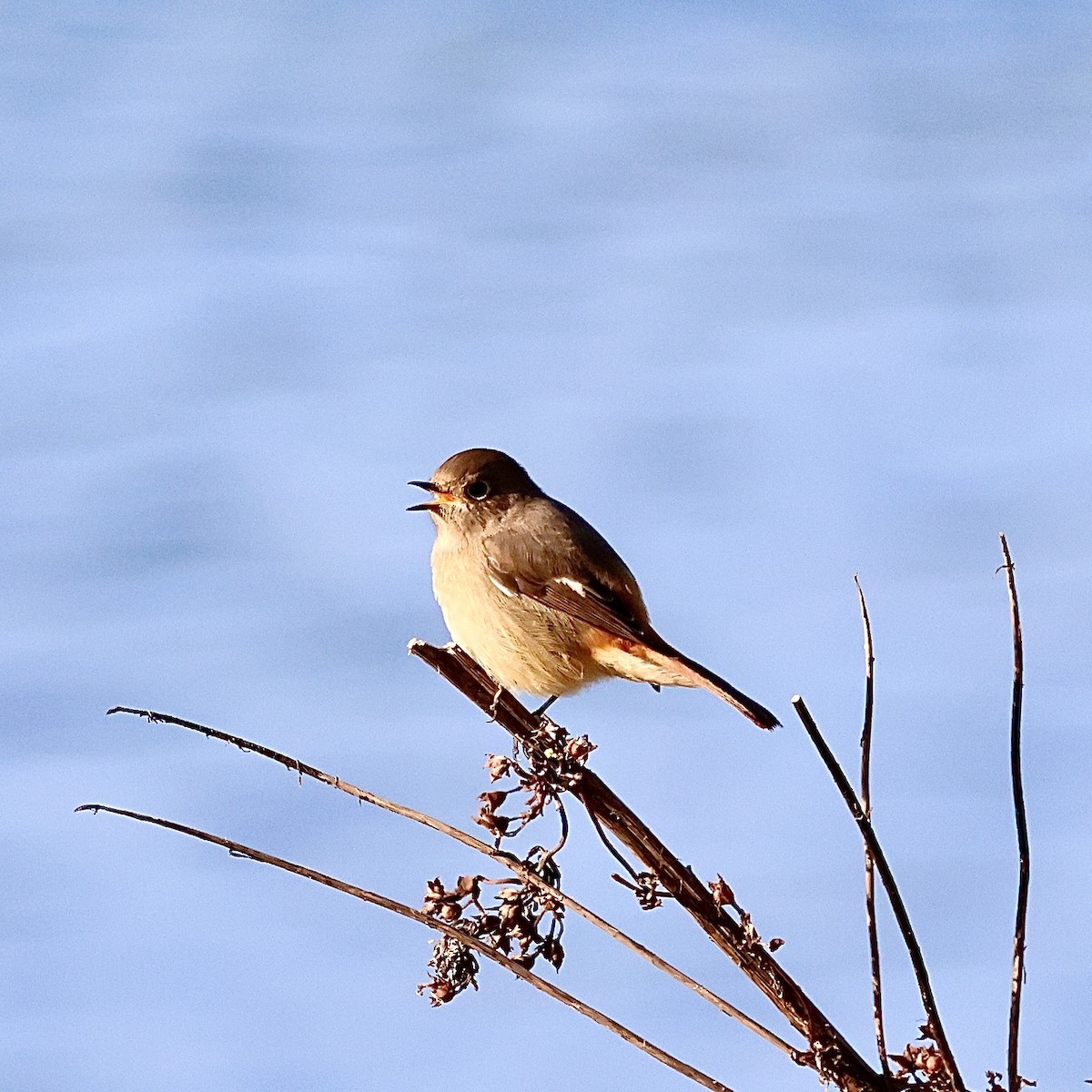 Spiegelrotschwanz - ML645252772