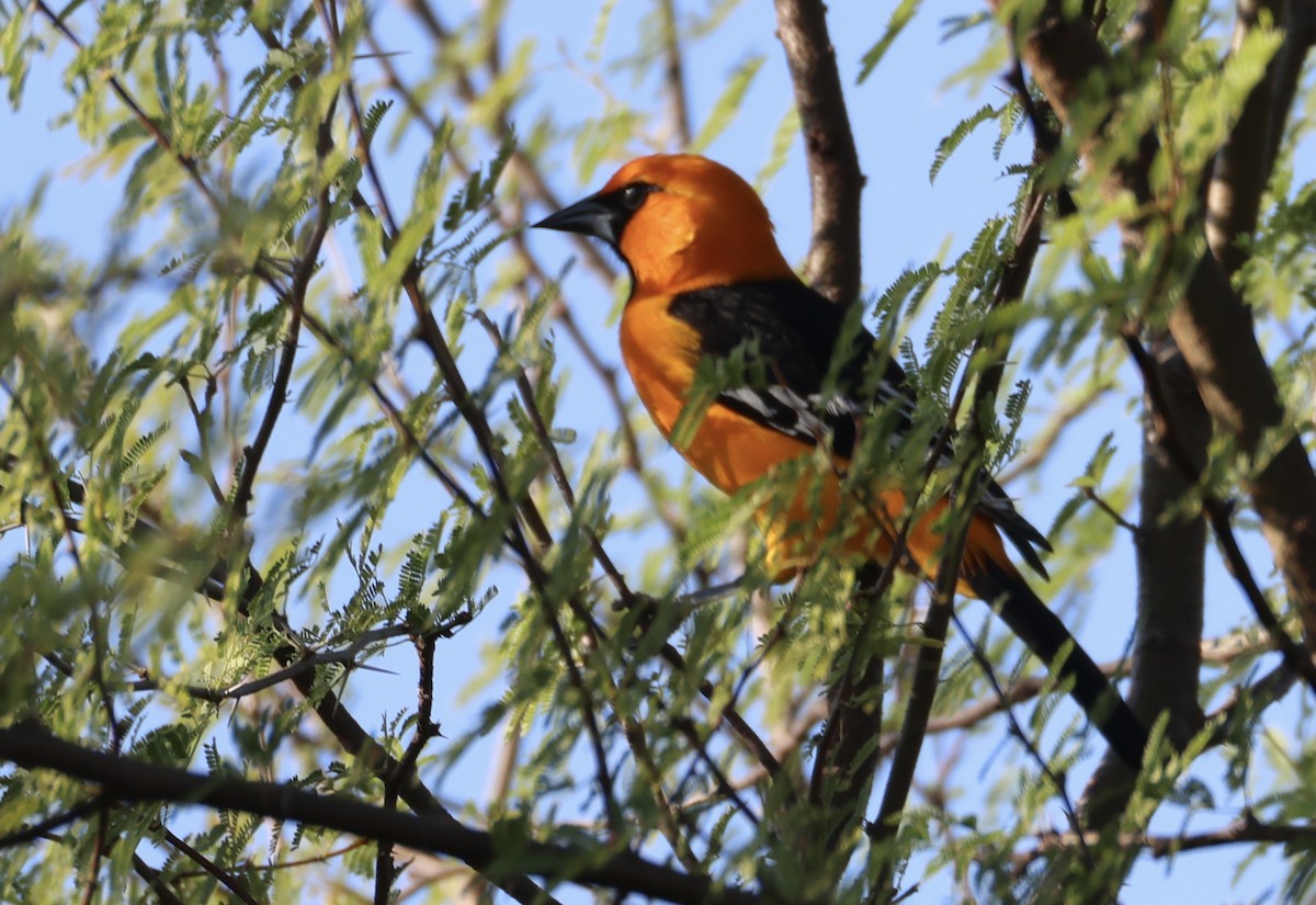 Schwarzkehltrupial - ML645252773