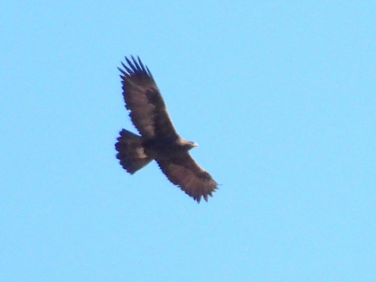 Adler, unbestimmt - ML645252774