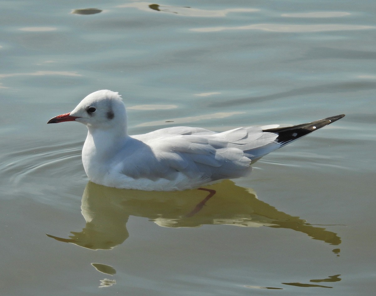 Lachmöwe - ML645252775