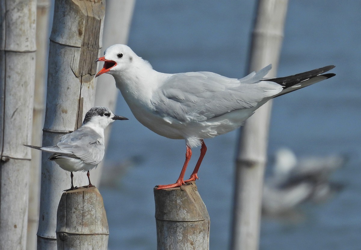 Lachmöwe - ML645252776