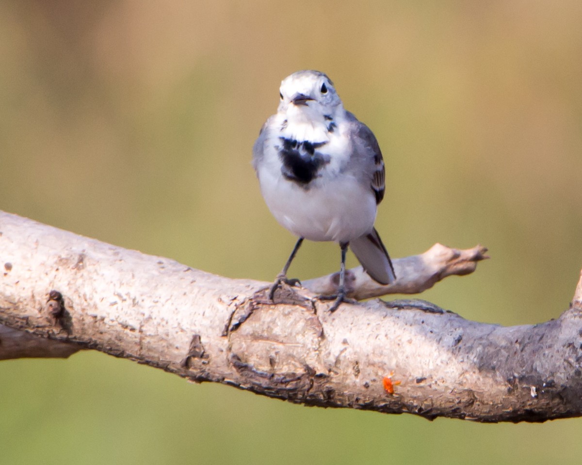 Bachstelze - ML645252777