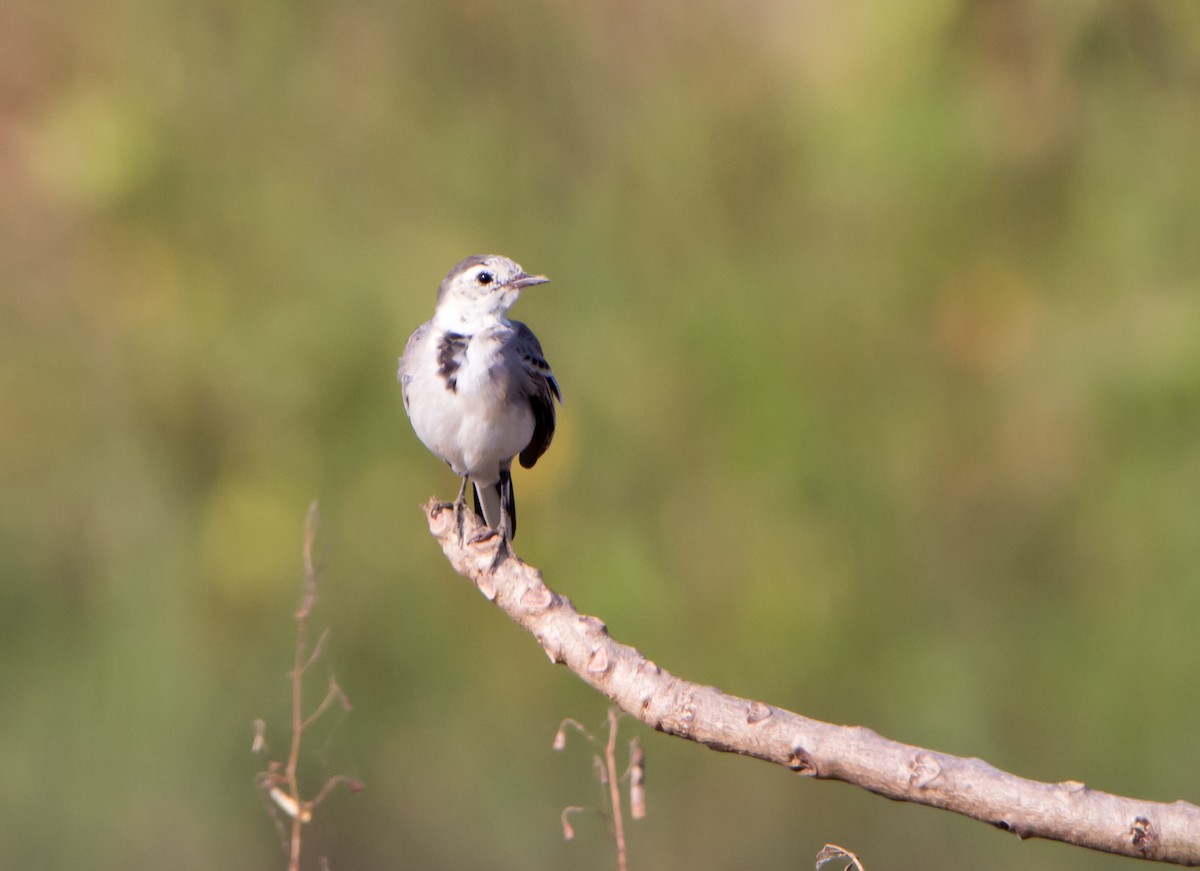 Bachstelze - ML645252778