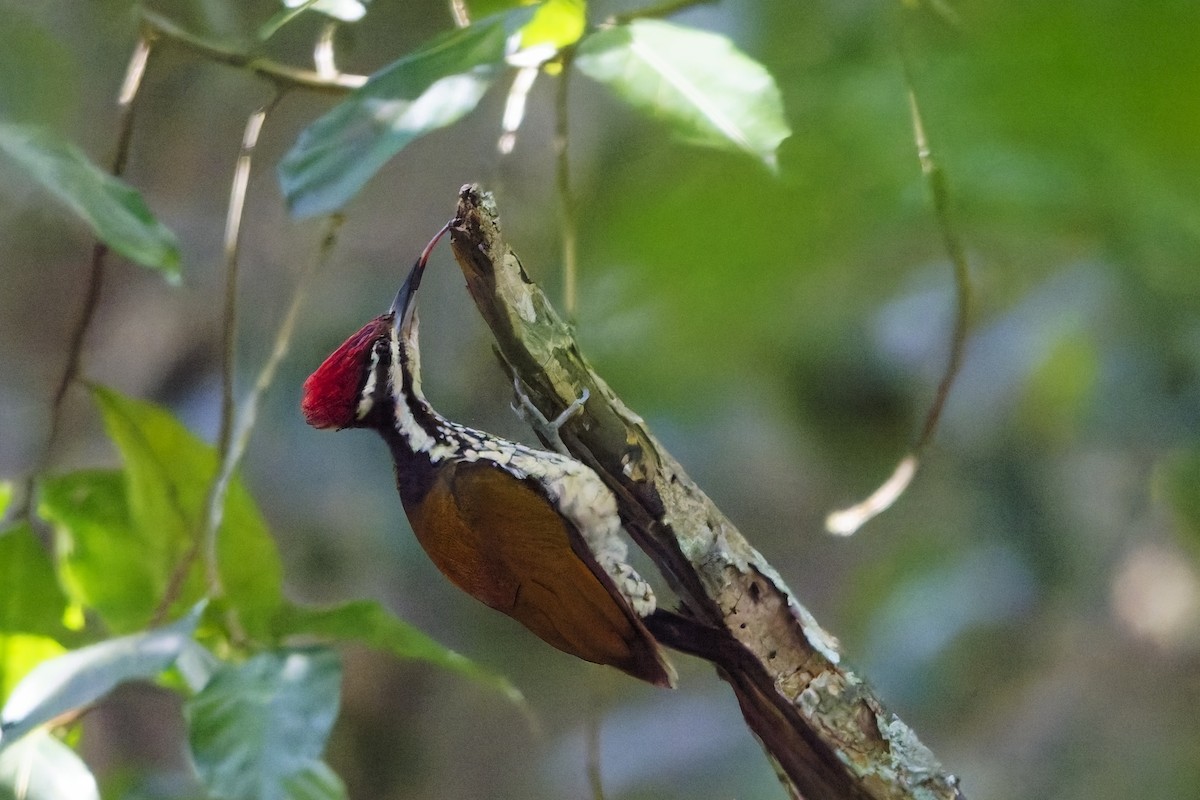 Bengalenspecht - ML645252779