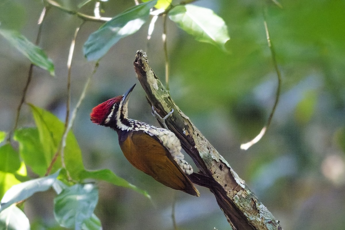 Bengalenspecht - ML645252780