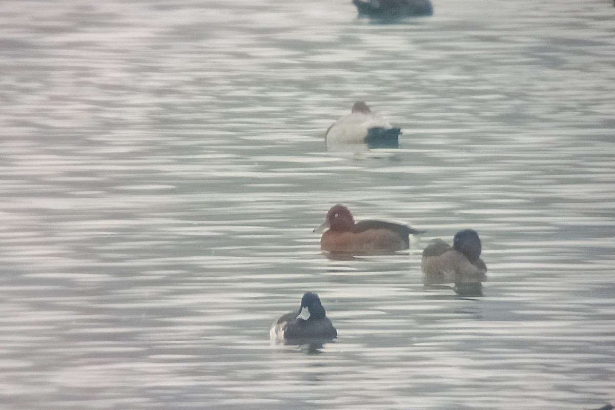 Moorente - ML645252781