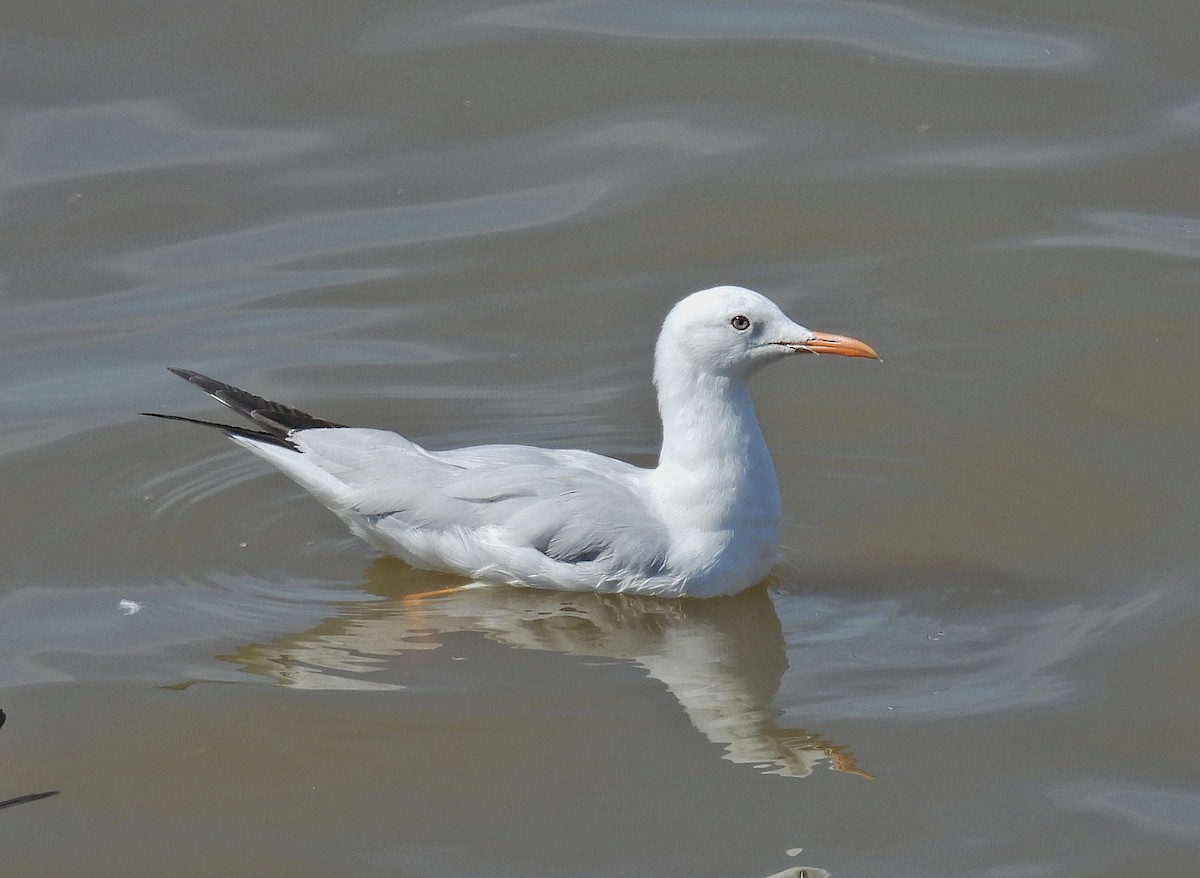 Dünnschnabelmöwe - ML645252784