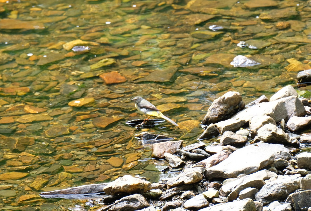 Gebirgsstelze - ML645252785