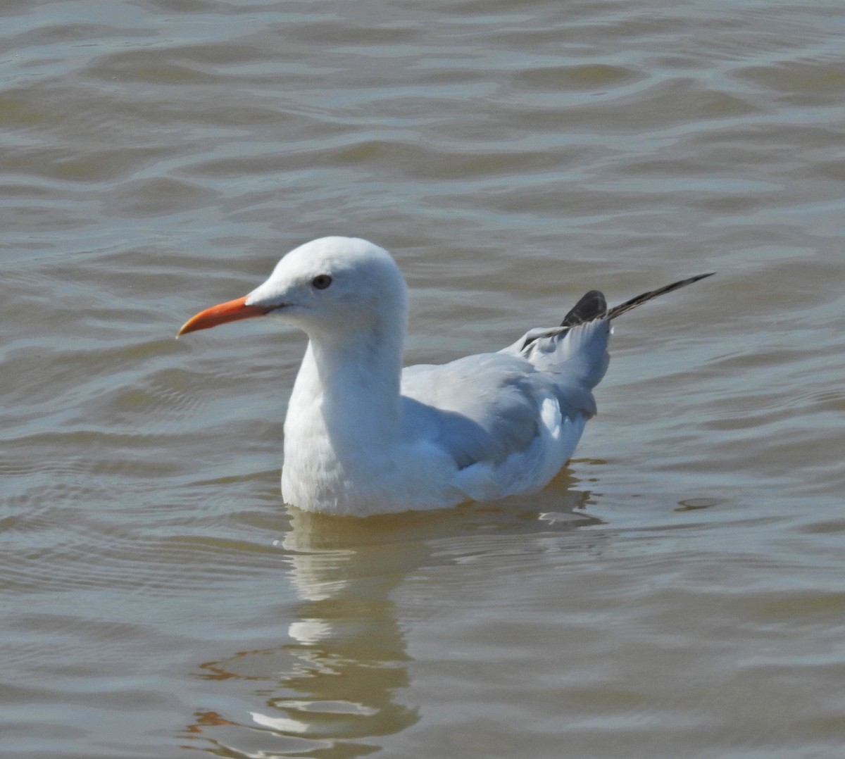 Dünnschnabelmöwe - ML645252786