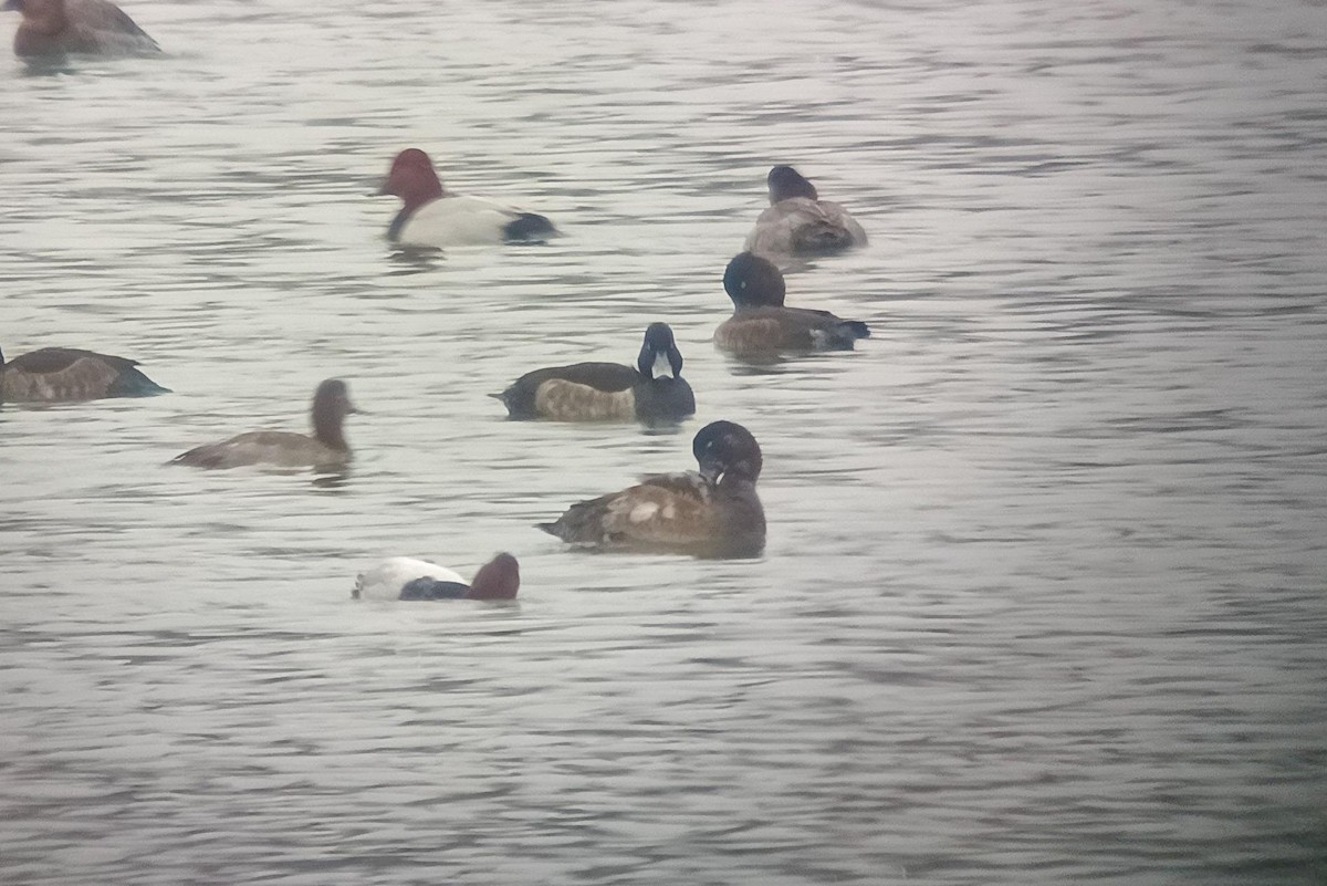 Bergente - ML645252790