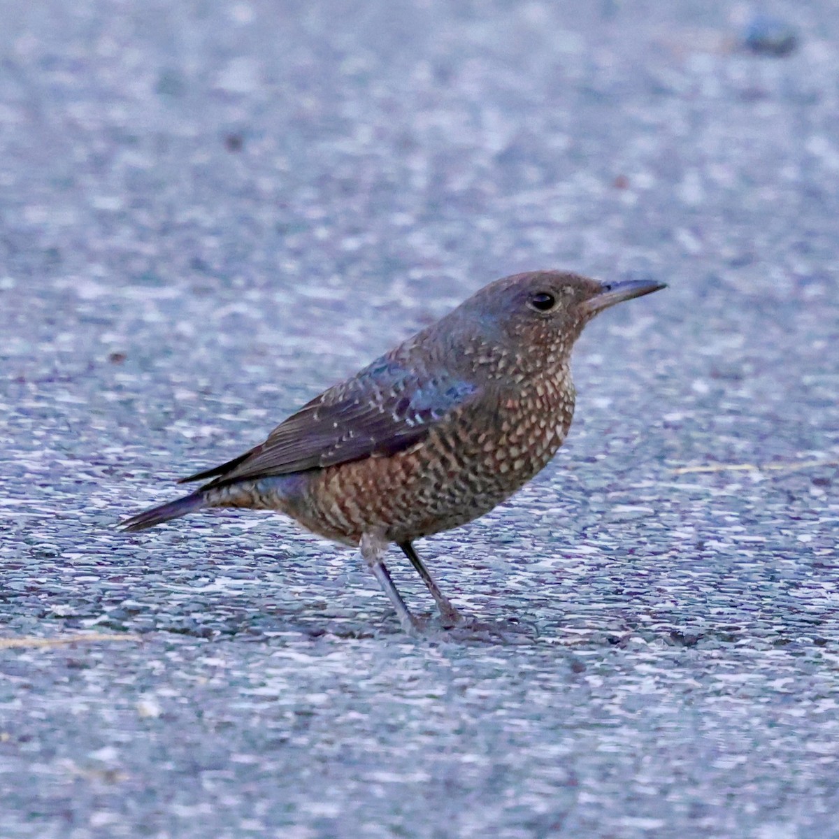 Blaumerle - ML645252791