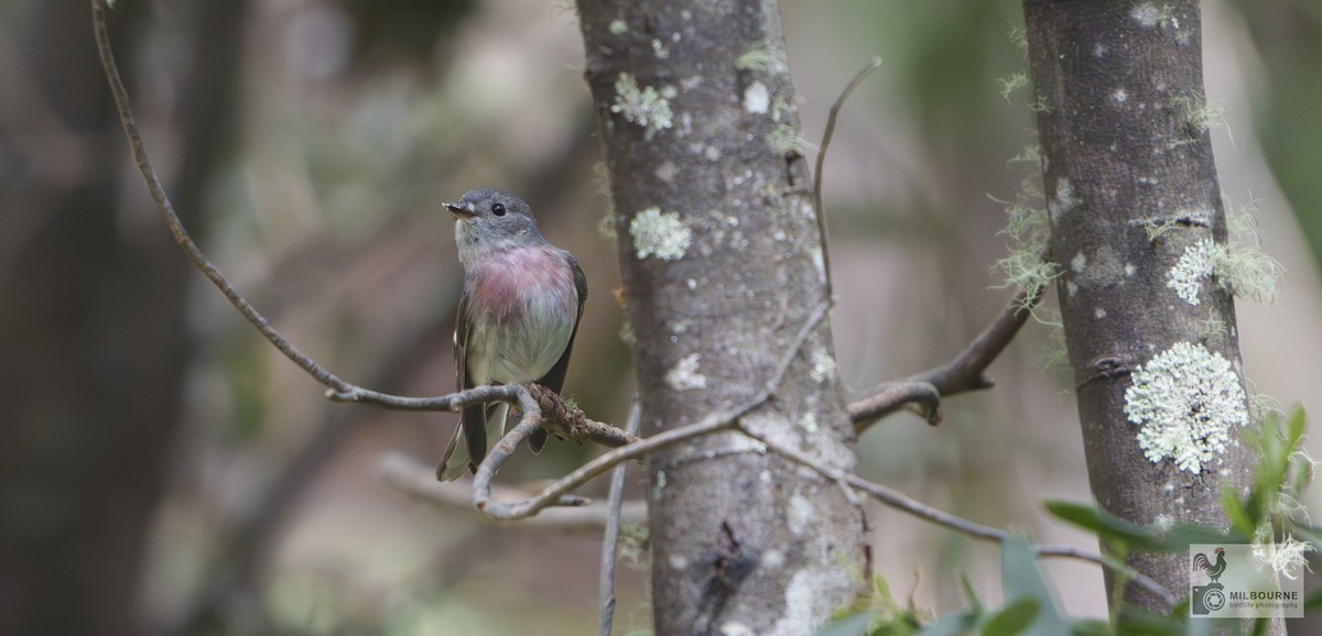 Rosenschnäpper - ML645252793