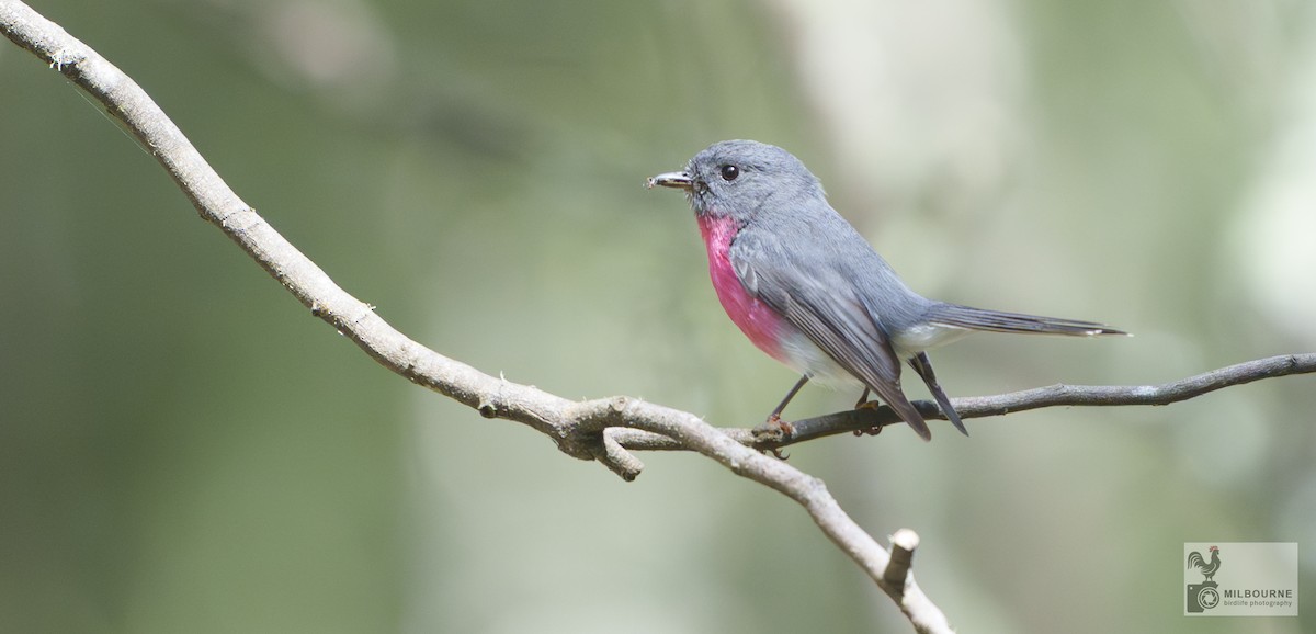 Rosenschnäpper - ML645252795