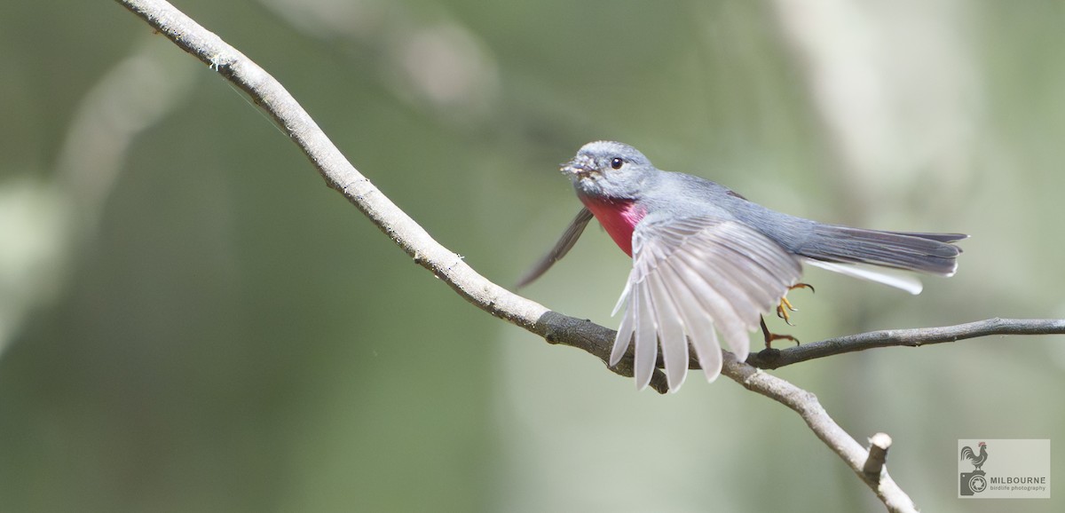 Rosenschnäpper - ML645252801