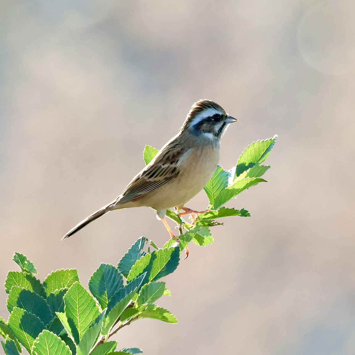 Wiesenammer - ML645252803