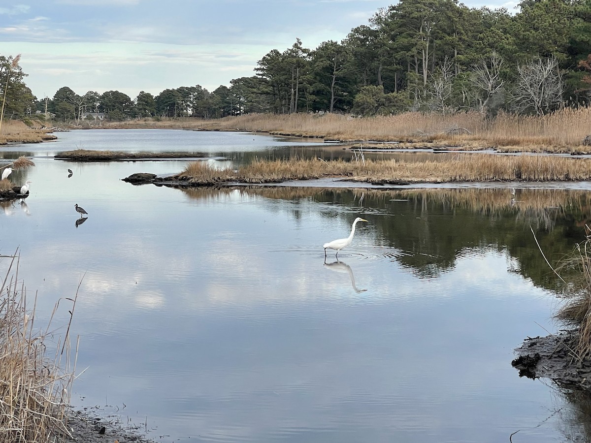 Dreifarbenreiher - ML645252807