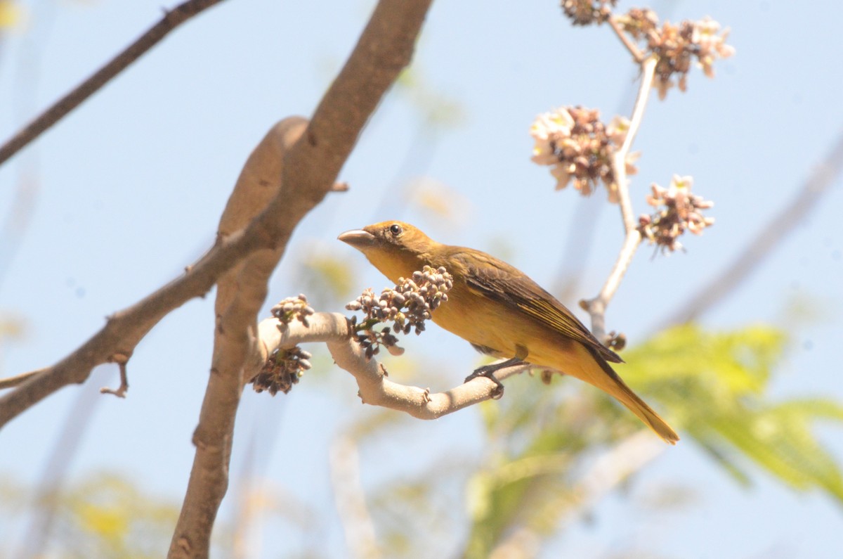 Sommerkardinal - ML645252811