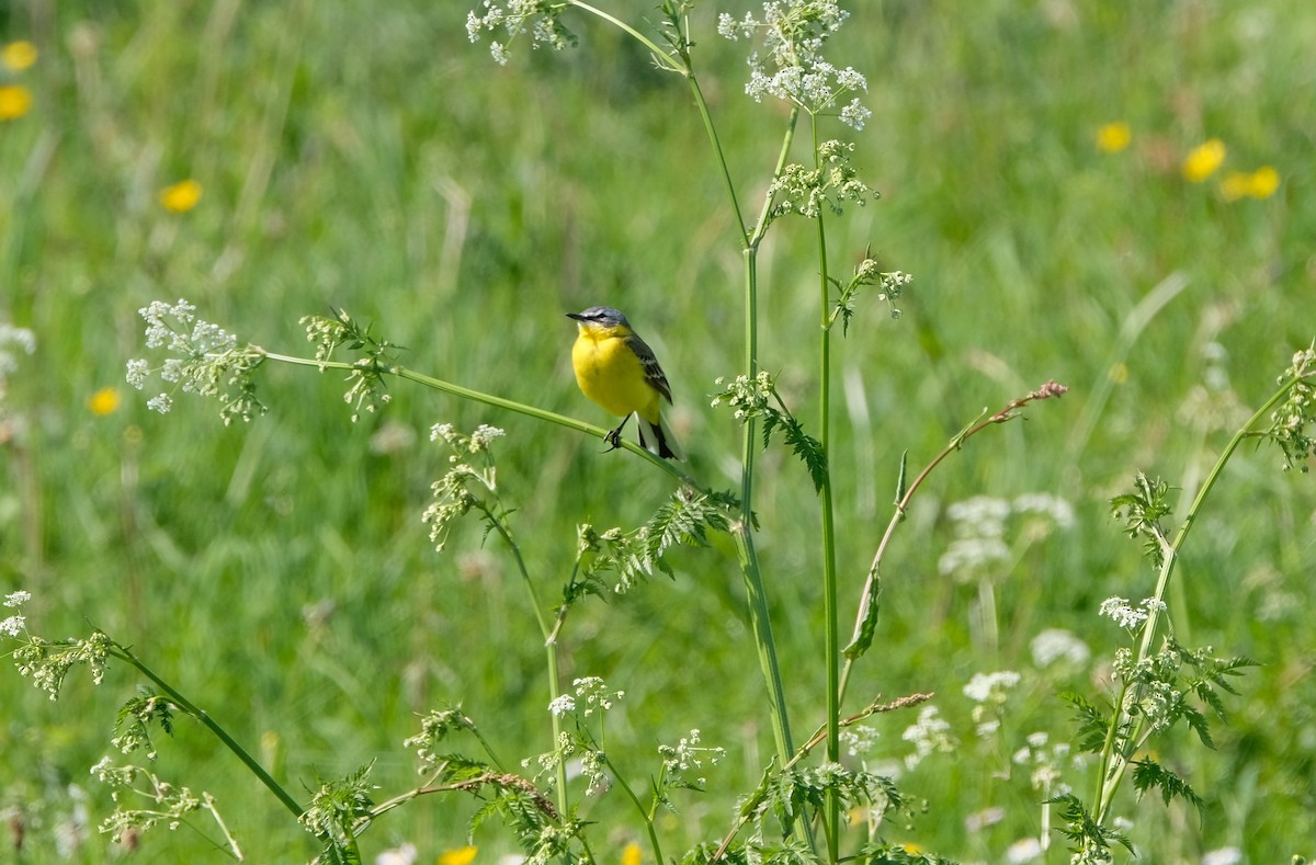 Schafstelze - ML645252820