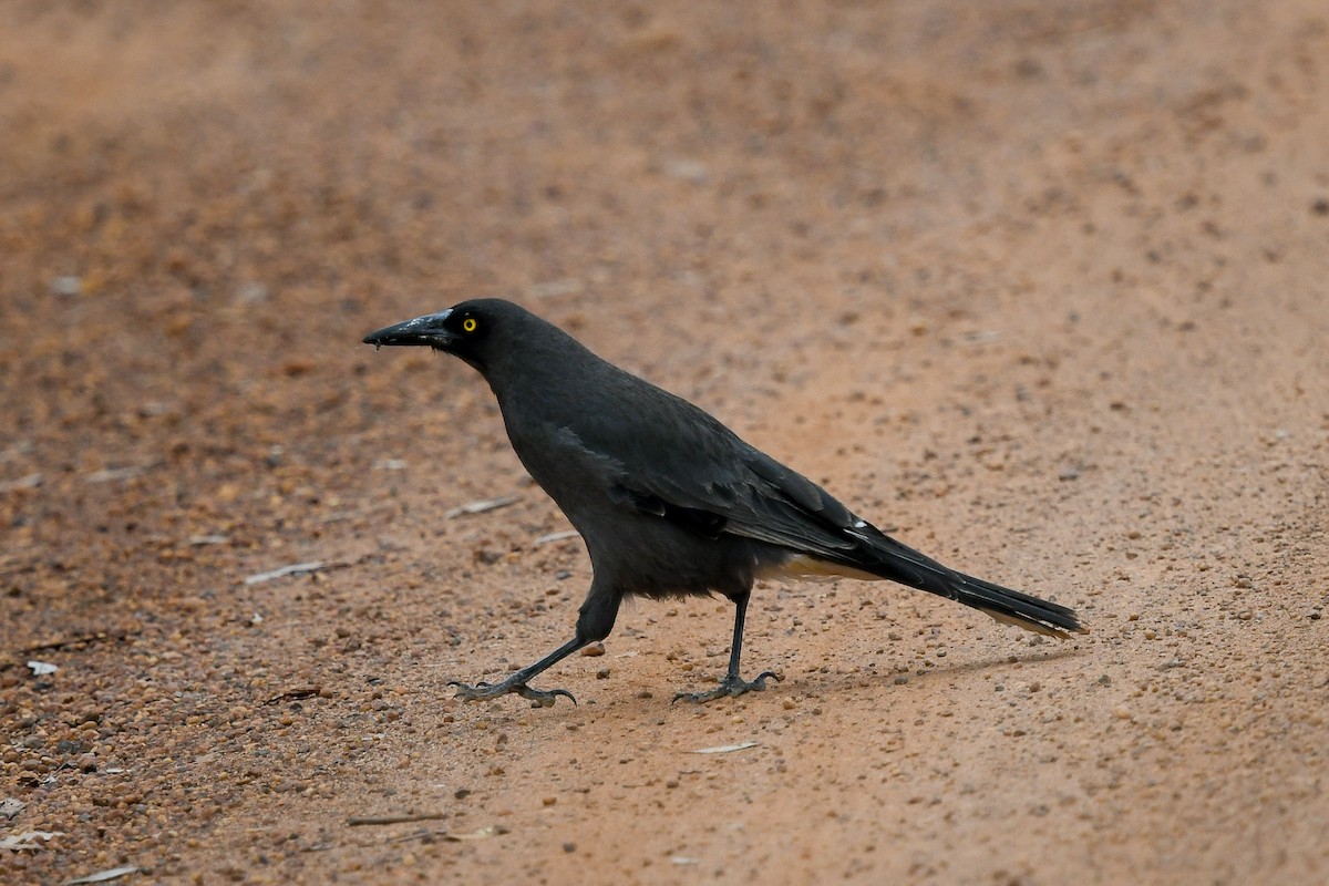 Rußkrähenstar (versicolor/plumbea) - ML645252828
