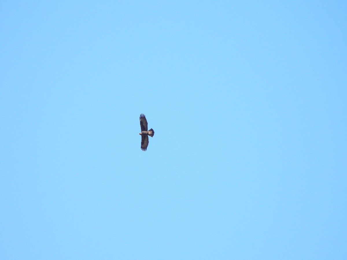 eagle sp. - ML645252840