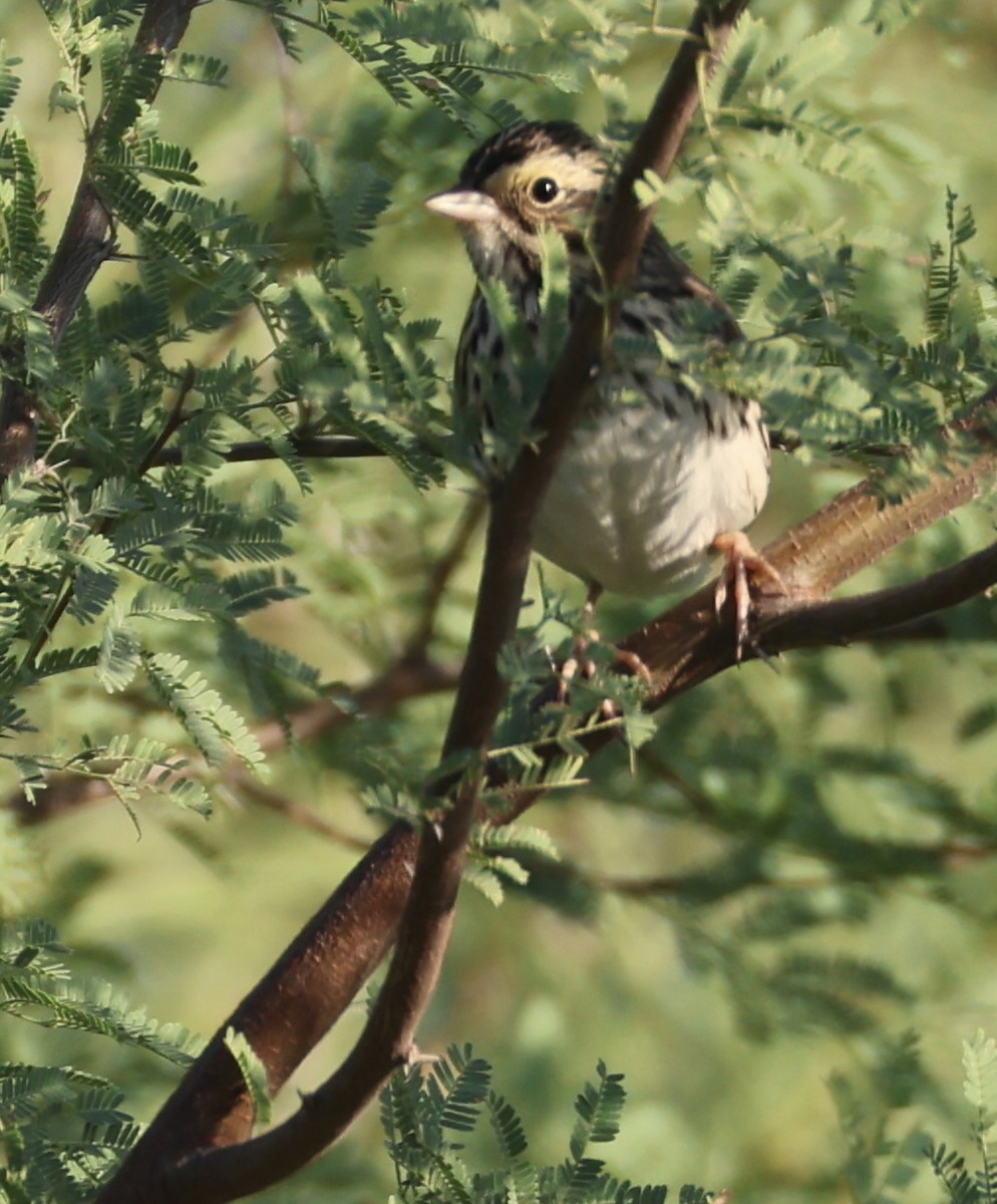 Пасовник савановий - ML645252852