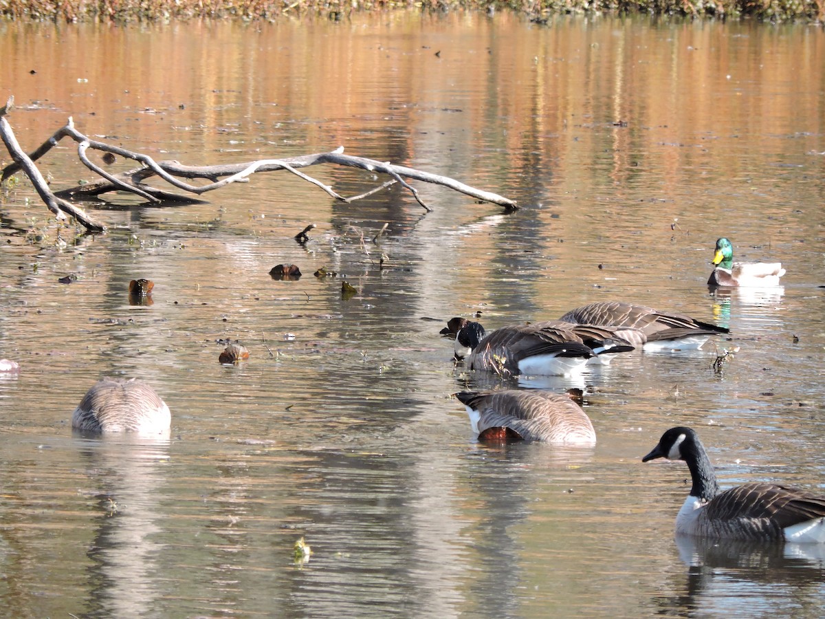 Barnacla Canadiense Grande - ML645252857