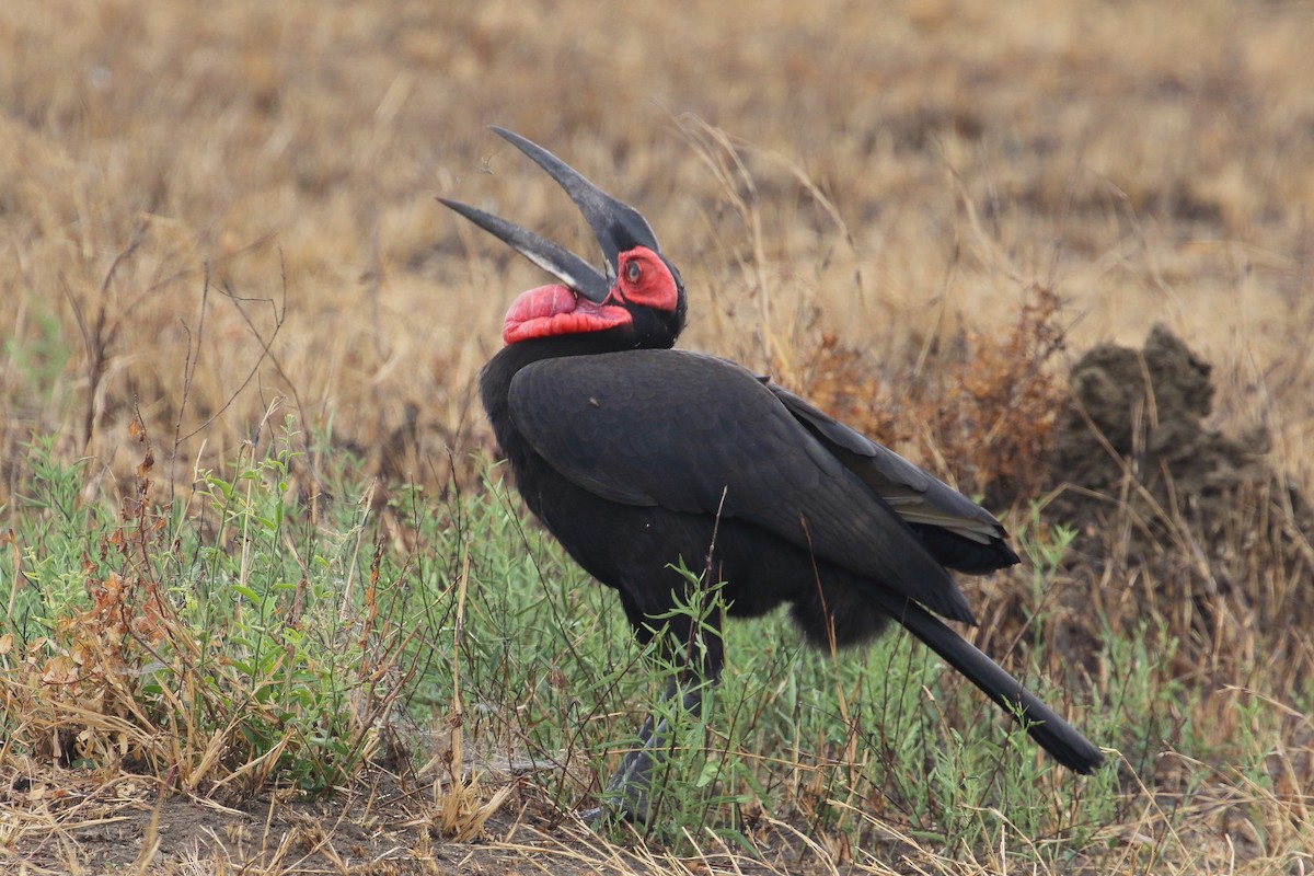 Southern Ground-Hornbill - ML645252882