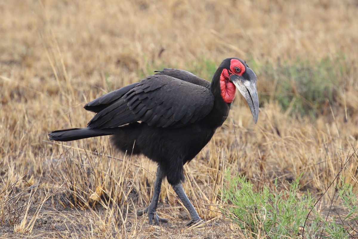 Southern Ground-Hornbill - ML645252883