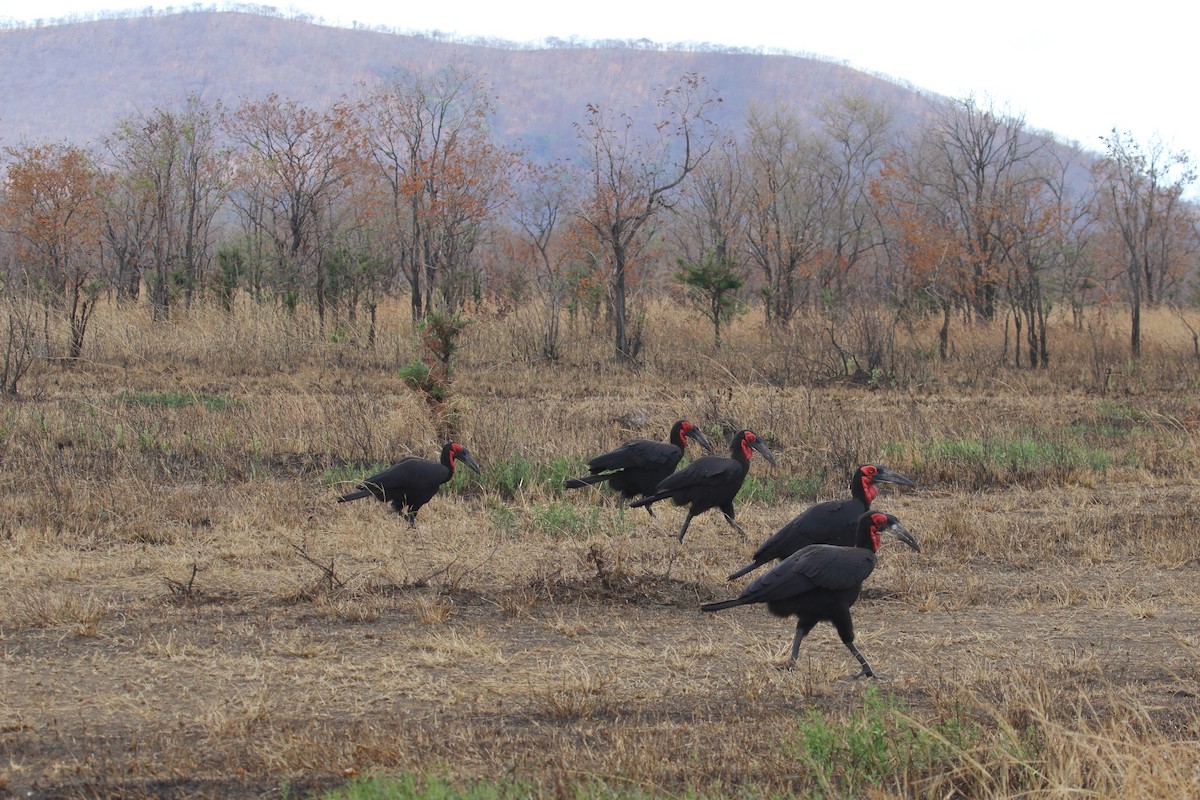 Southern Ground-Hornbill - ML645252885