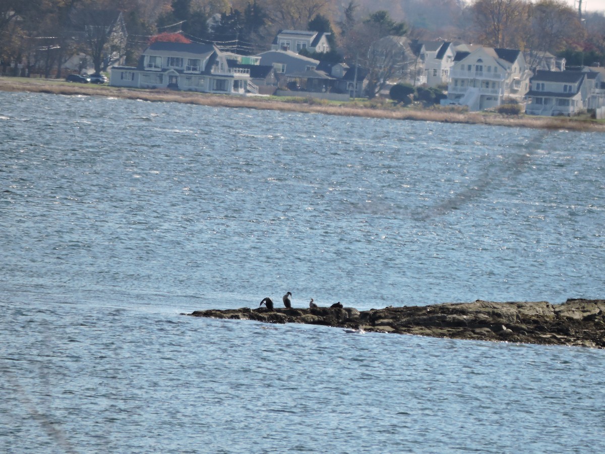 Cormoran à aigrettes - ML645252890