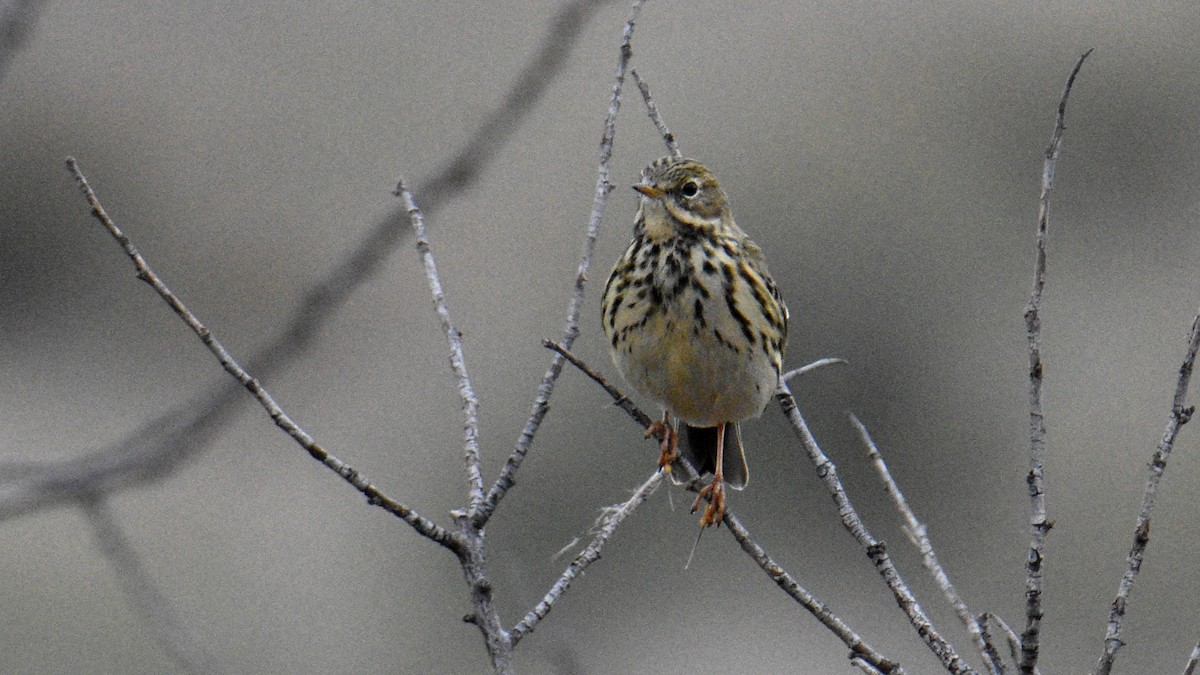 Meadow Pipit - ML645252899