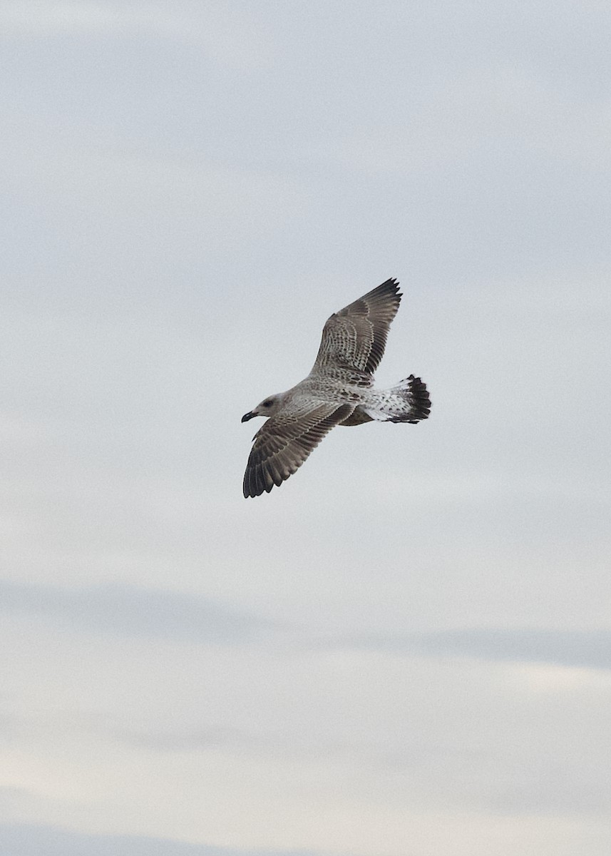 Great Black-backed Gull - ML645252910