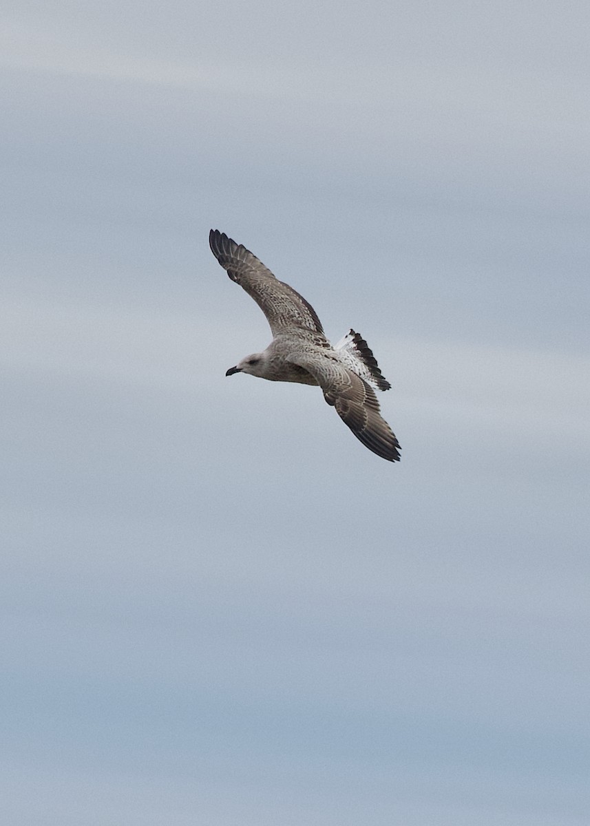 Great Black-backed Gull - ML645252911