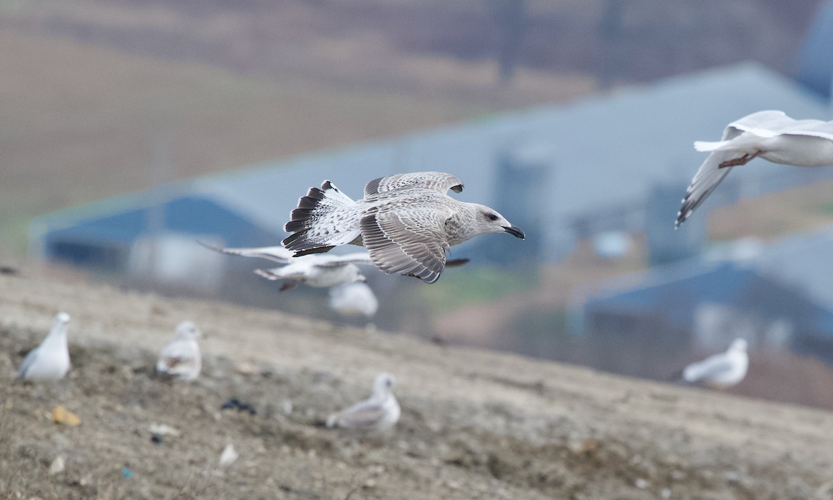 Great Black-backed Gull - ML645252912