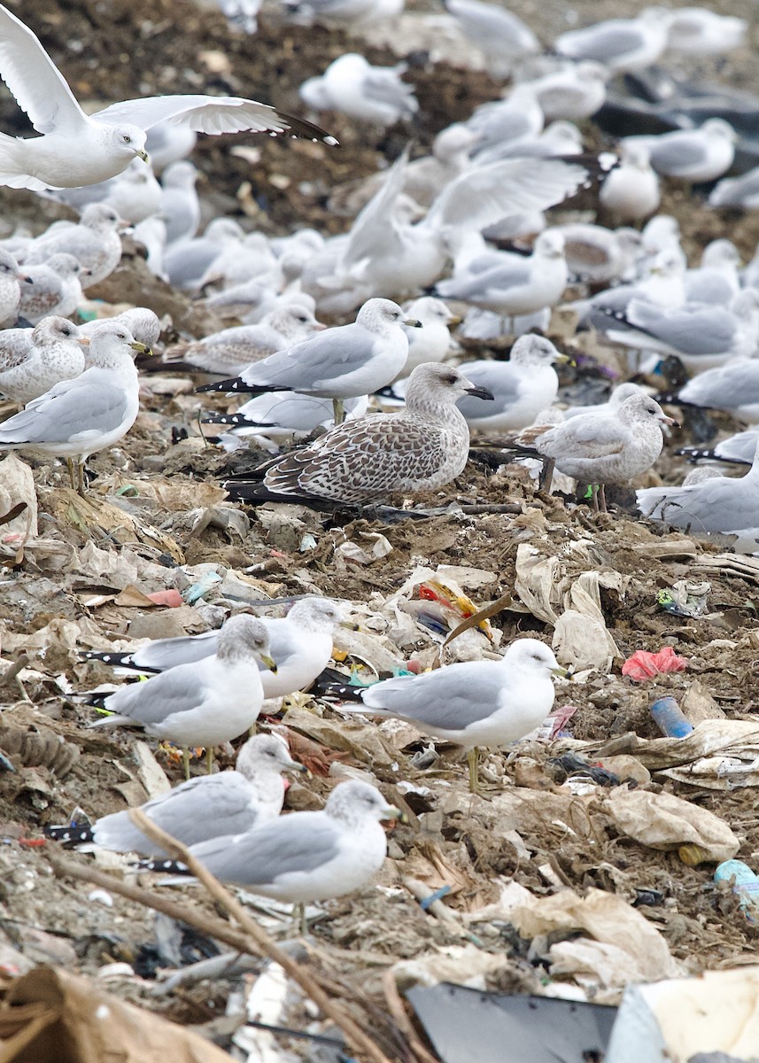 Great Black-backed Gull - ML645252913