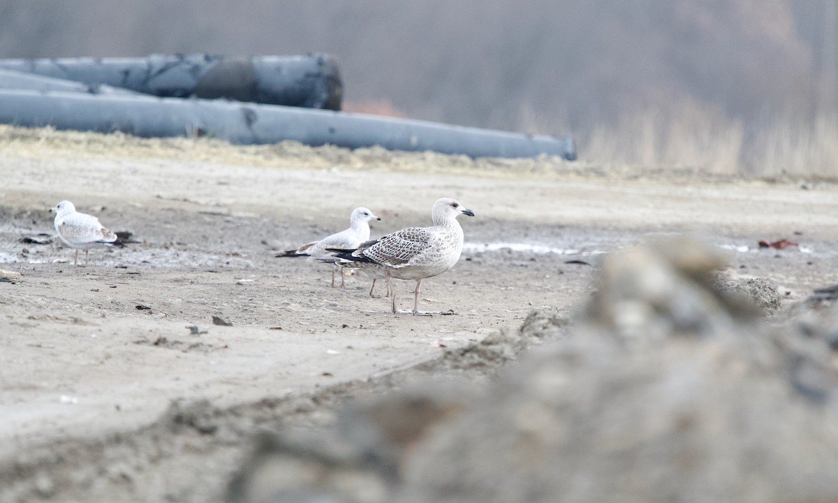 Great Black-backed Gull - ML645252914