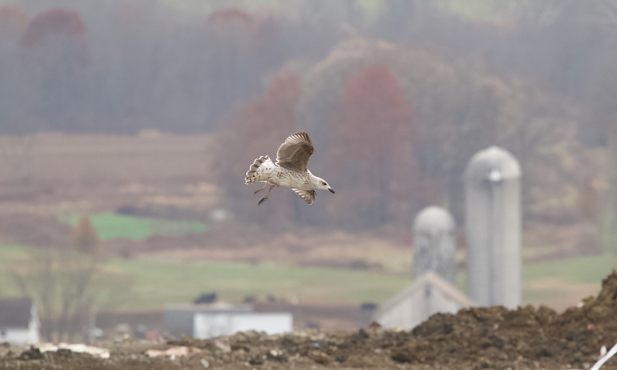 Great Black-backed Gull - ML645252915