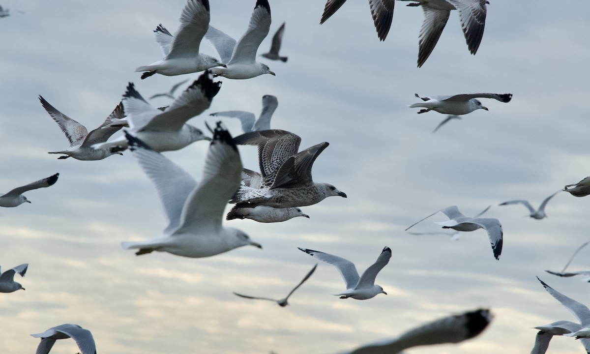 Great Black-backed Gull - ML645252916