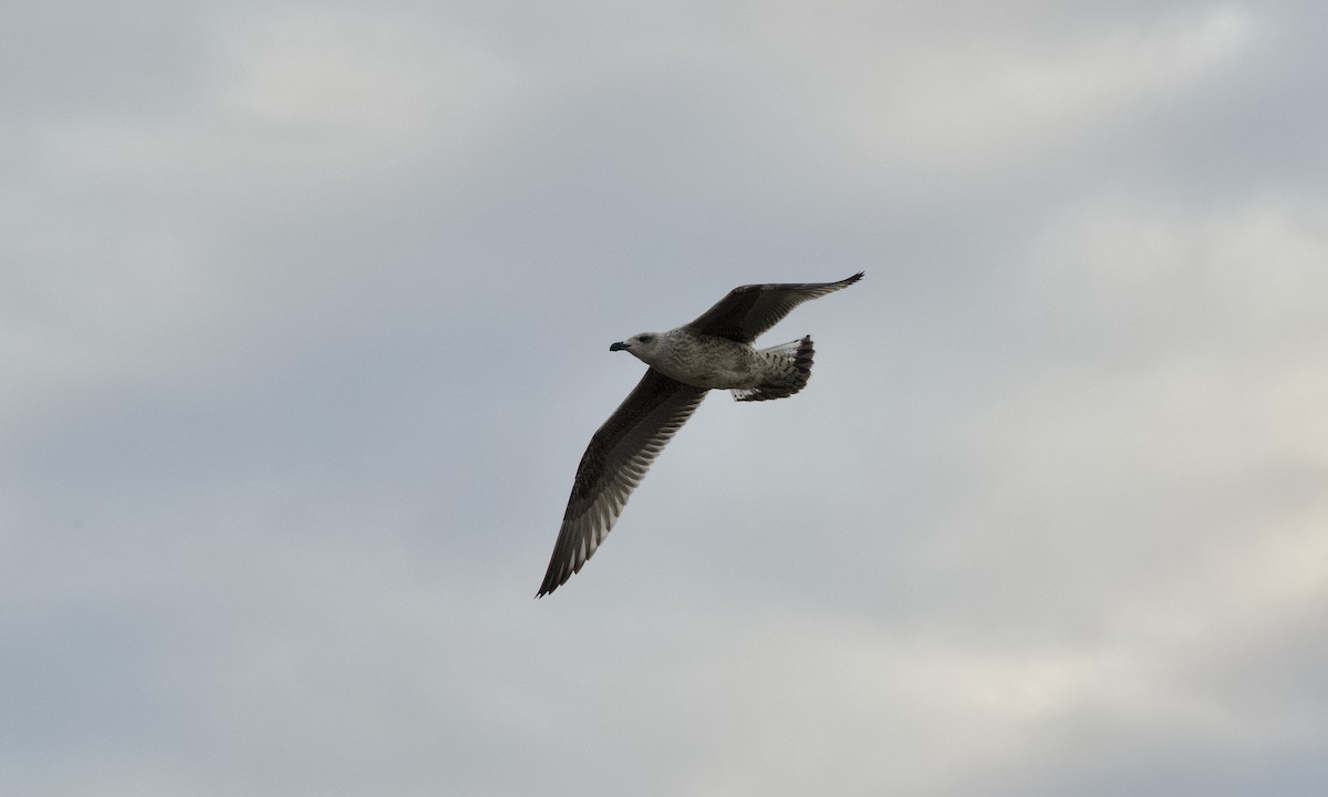 Great Black-backed Gull - ML645252917