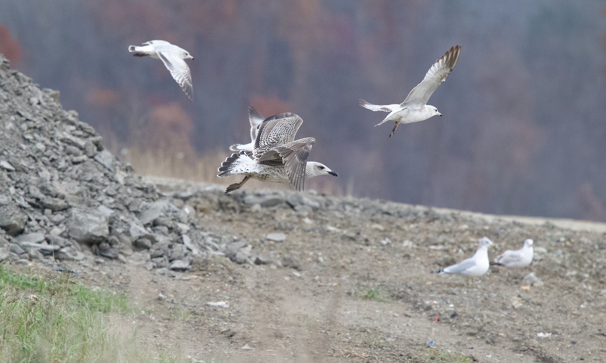 Great Black-backed Gull - ML645252918