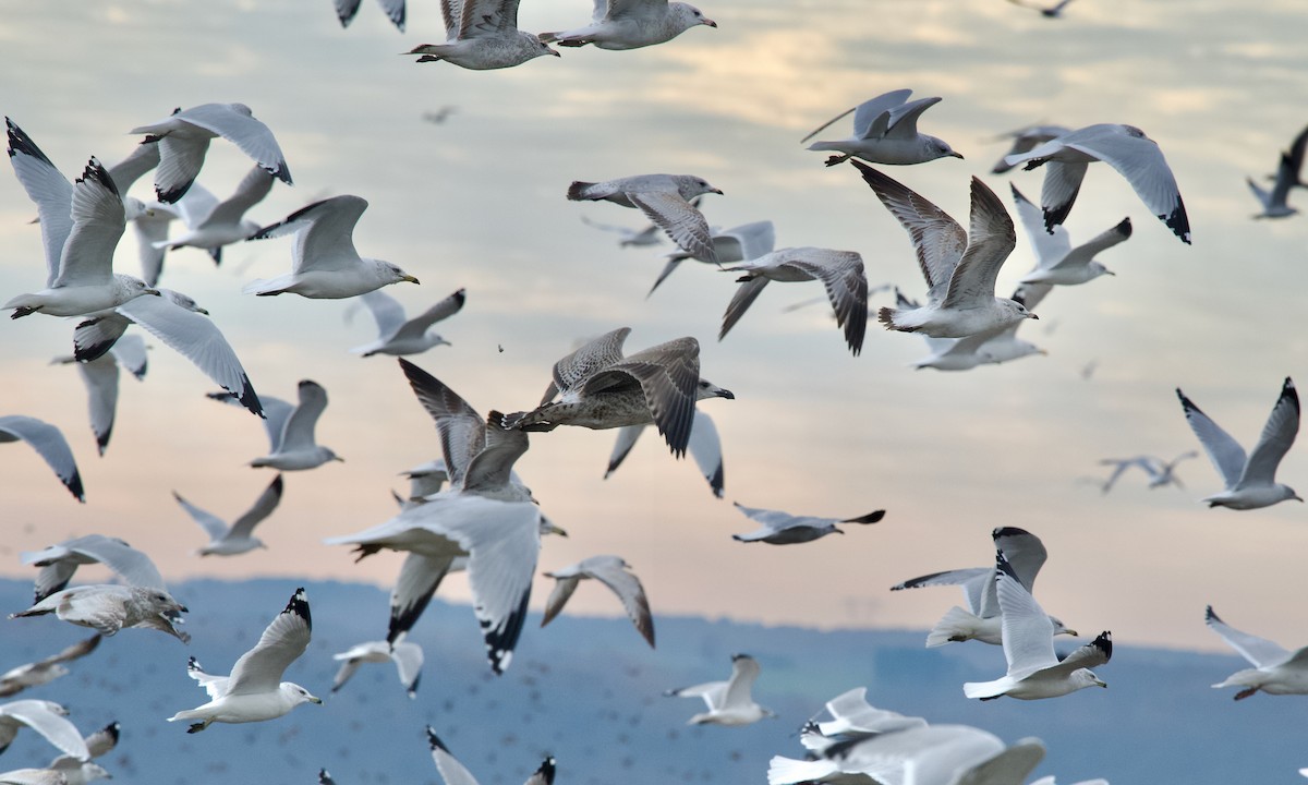 Great Black-backed Gull - ML645252919